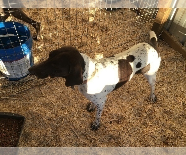 Medium Photo #1 German Shorthaired Pointer Puppy For Sale in CRAIG, CO, USA