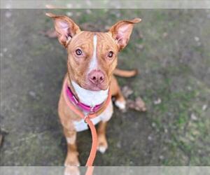 Mutt Dogs for adoption in Martinez, CA, USA