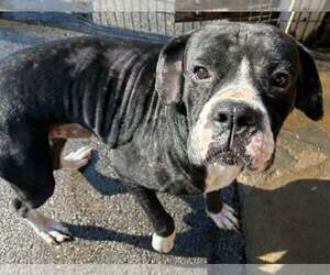 Boxer Dogs for adoption in Burnsville, MN, USA