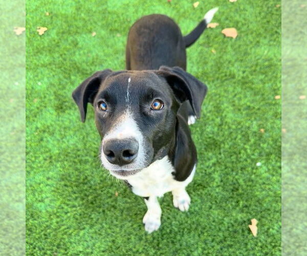 Medium Photo #2 Mutt Puppy For Sale in Canton, CT, USA