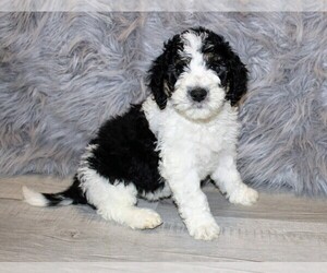 Bernedoodle Puppy for sale in NORTH WILKESBORO, NC, USA
