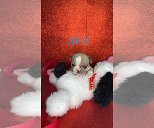 Medium French Bulldog