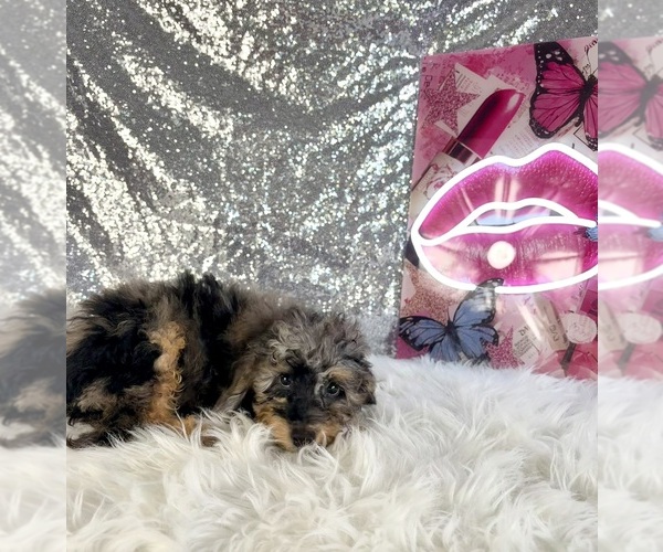 Medium Photo #3 Bernedoodle (Miniature) (+ Poodle Miniature) Puppy For Sale in INDIANAPOLIS, IN, USA
