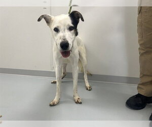 Border Collie-Unknown Mix Dogs for adoption in Ocala, FL, USA