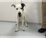 Small Border Collie Mix