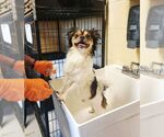 Small #1 Tibetan Spaniel