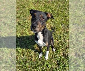 Labrador Retriever-Rat Terrier Mix Dogs for adoption in Grovetown, GA, USA
