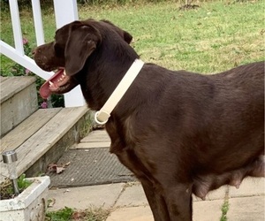 Mother of the Labrador Retriever puppies born on 02/07/2026