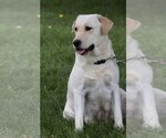 Small #2 Labrador Retriever