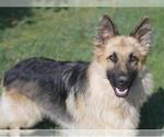 Small German Shepherd Dog