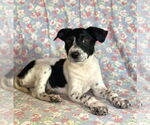 Small Rat Terrier Mix