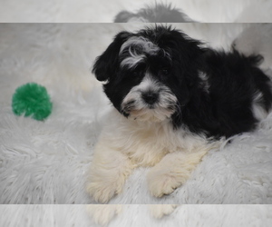 Yo-Chon Puppy for sale in ELDORADO, OH, USA