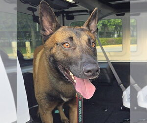 Mutt Dogs for adoption in Fort Lauderdale, FL, USA