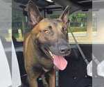 WANCAI - Male Mutt Dog for Adoption - Small photo