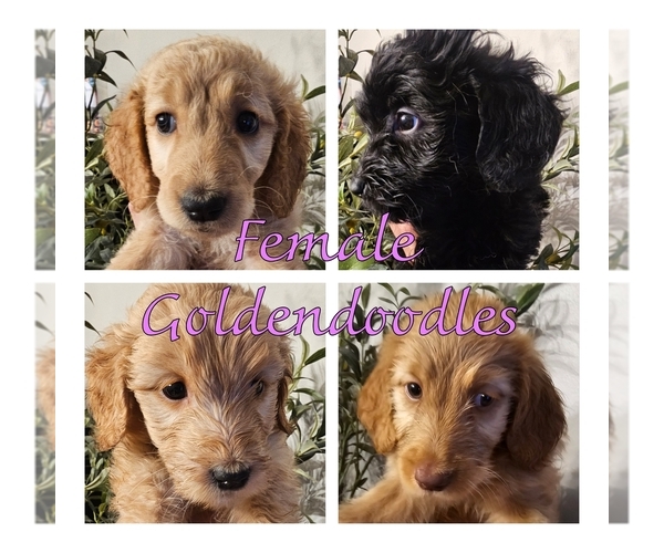 Medium Photo #1 Goldendoodle mix (+ Poodle Standard) Puppy For Sale in EL PASO, TX, USA
