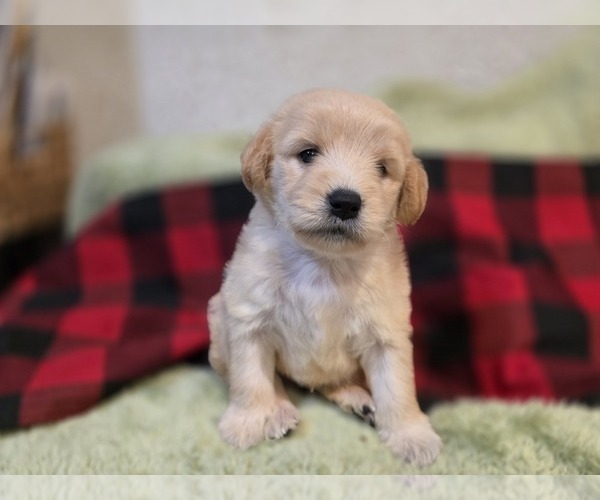 Medium Photo #14 Goldendoodle Puppy For Sale in DUBLIN, TX, USA