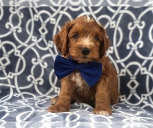 Cocker Spaniel-Poodle (Miniature) Mix Puppy for sale in LAKELAND, FL, USA