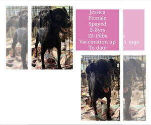 Chihuahua-Unknown Mix Dogs for adoption in Virginia Beach, VA, USA