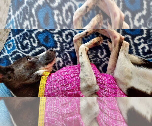 Medium Photo #5 Chihuahua-Unknown Mix Puppy For Sale in Virginia Beach, VA, USA