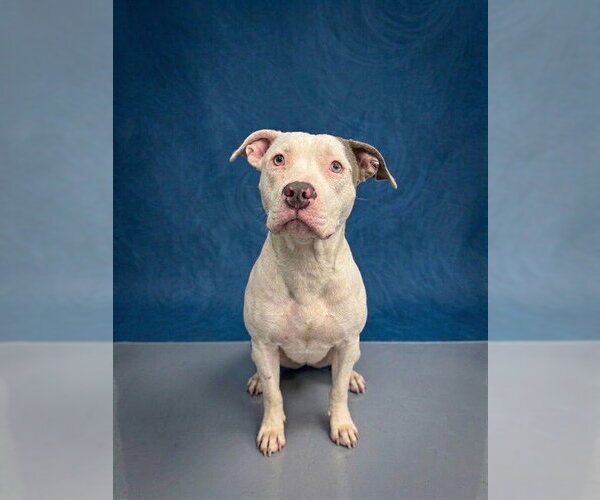 Medium Photo #1 Mutt Puppy For Sale in Peoria, IL, USA