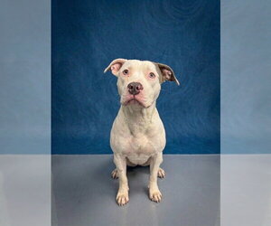 Mutt Dogs for adoption in Peoria, IL, USA