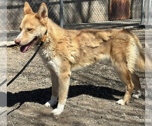 Valkyrie - Male Siberian Husky-Unknown Mix Dog for Adoption - Photo #7
