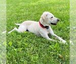 Small Photo #10 Labrador Retriever Puppy For Sale in GLASGOW, KY, USA