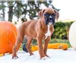 Puppy Peggy Boxer