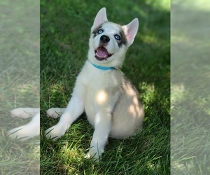 Siberian Husky Puppy for sale in WARREN, MA, USA