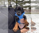 Small Photo #17 Doberman Pinscher Puppy For Sale in HUNTSBURG, OH, USA