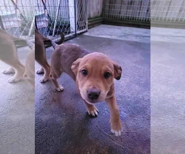 Medium Photo #2 Mastiff-Siberian Husky Mix Puppy For Sale in Sequim, WA, USA