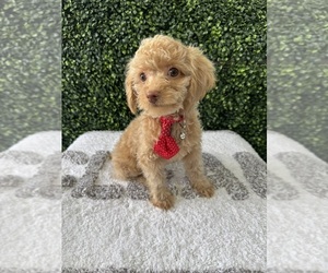 Poodle (Toy) Puppy for Sale in NAPLES, Florida USA