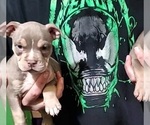 Small Photo #6 American Bully Puppy For Sale in LONGVIEW, TX, USA