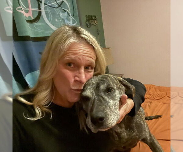 Medium Photo #25 Catahoula Leopard Dog-Unknown Mix Puppy For Sale in Rootstown, OH, USA