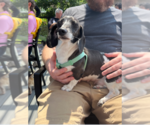Small #2 Dachshund