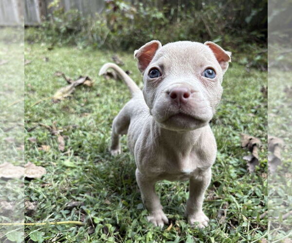 Medium Photo #3 American Pit Bull Terrier-Unknown Mix Puppy For Sale in Spring Lake, NC, USA