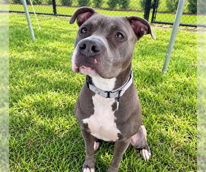 American Staffordshire Terrier Dogs for adoption in Ocala, FL, USA