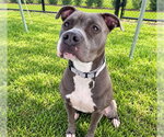 BRONTE - Female American Staffordshire Terrier Dog for Adoption - Small photo