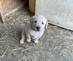 Puppy Hanna Labrador Retriever