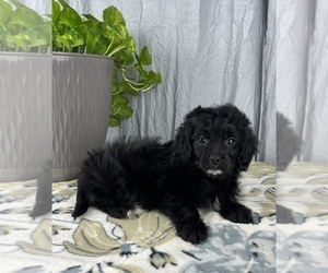 Cavapoo Puppy for sale in GREENWOOD, IN, USA