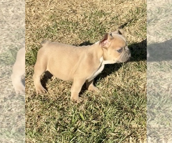 Medium Photo #6 French Bulldog Puppy For Sale in TEMPLE, TX, USA