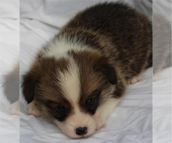 Medium Photo #1 Pembroke Welsh Corgi Puppy For Sale in WOODMAN, WI, USA