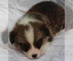 Small Photo #1 Pembroke Welsh Corgi Puppy For Sale in WOODMAN, WI, USA