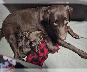 Mother of the Labrador Retriever puppies born on 05/03/2025