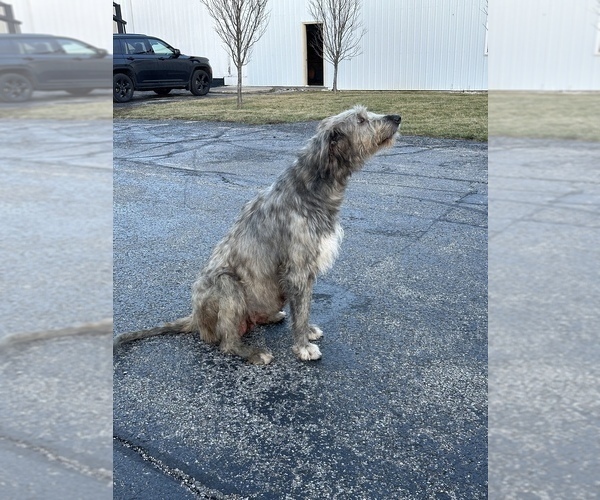 Medium Photo #1 Irish Wolfhound Puppy For Sale in WOLCOTT, IN, USA