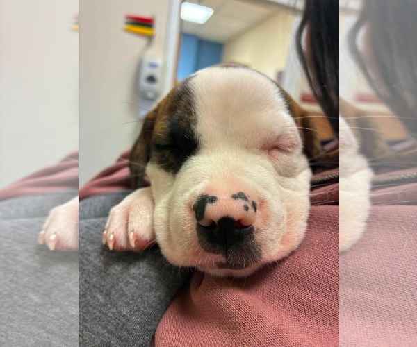 Medium Photo #3 Mutt Puppy For Sale in pomfret, CT, USA