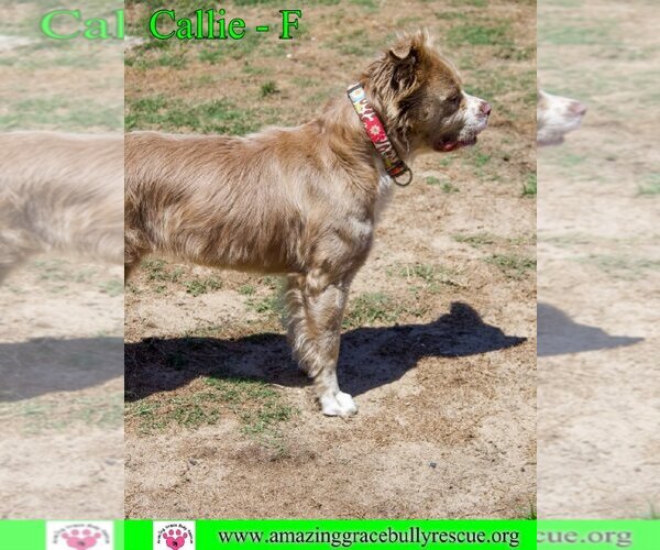 Medium Photo #9 Bulldog Puppy For Sale in Pensacola, FL, USA