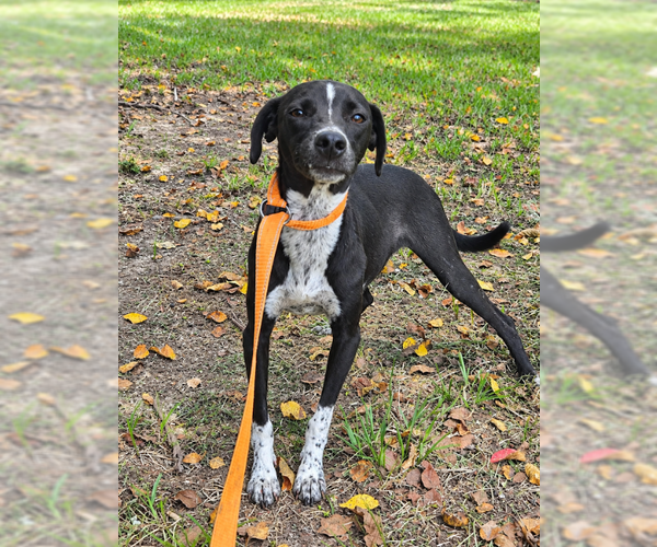 Medium Photo #2 Mutt Puppy For Sale in Cranston, RI, USA