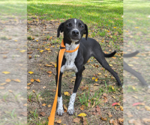 Small #1 Mutt