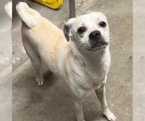 Chug Dogs for adoption in San Martin, CA, USA